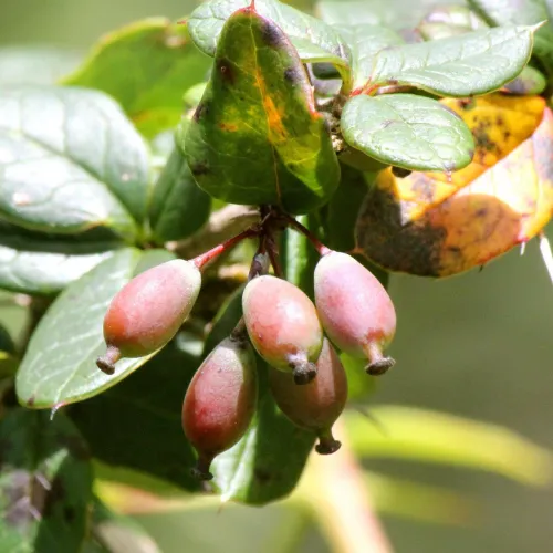 Berberis Aristata Extrakt (Berberin)