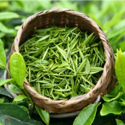 Extrait de thé vert standardisé (Camellia sinensis)
