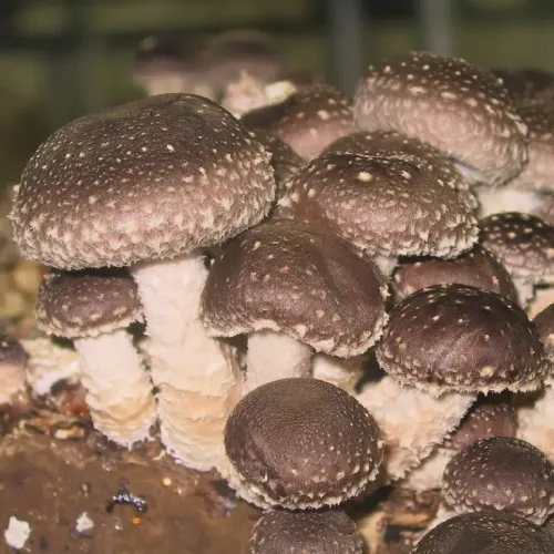 Extrait de Shiitake standardisé (Lentinula edodes)